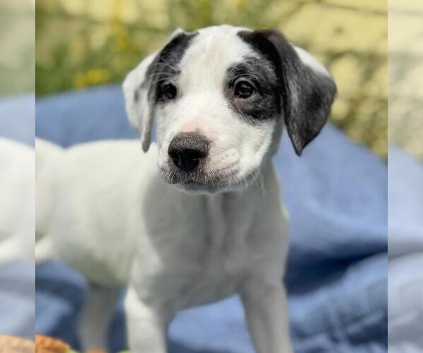 Medium Photo #3 Colonial Cocker Spaniel-Unknown Mix Puppy For Sale in San Diego, CA, USA