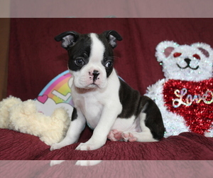 Boston Terrier Puppy for sale in BROOKSVILLE, FL, USA