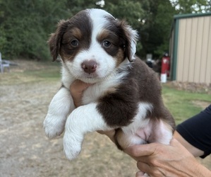 Medium Miniature Australian Shepherd