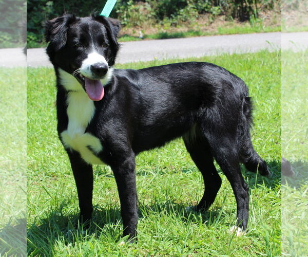 Medium Photo #2 Border Collie-Unknown Mix Puppy For Sale in Prattville, AL, USA