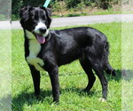 Small #1 Border Collie Mix