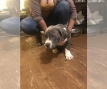 Small Photo #12 American Bully Puppy For Sale in GRIFFIN, GA, USA