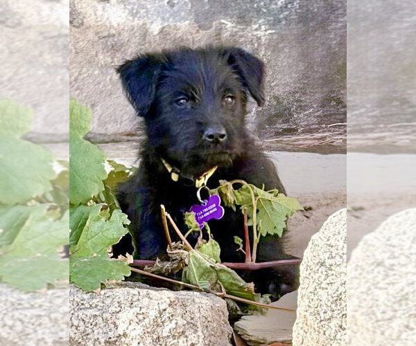 Medium Photo #8 Unknown-Wheaten Terrier Mix Puppy For Sale in Corona, CA, USA