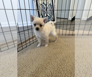Chiranian Puppy for sale in PARAGON, IN, USA
