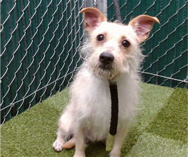 Medium Photo #1 Mutt Puppy For Sale in Downey, CA, USA