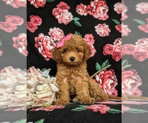 Cavapoo Puppy for sale in LINCOLN UNIVERSITY, PA, USA