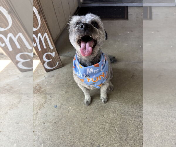 Medium Photo #1 Poodle (Miniature) Puppy For Sale in Woodland, CA, USA