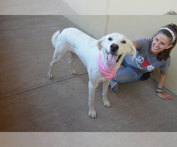 Medium Photo #1 Labrador Retriever-Unknown Mix Puppy For Sale in McKinney, TX, USA