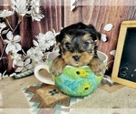 Small #3 Yorkshire Terrier