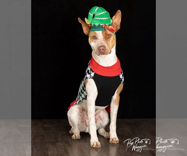 Medium Photo #1 Mutt Puppy For Sale in Claremore, OK, USA