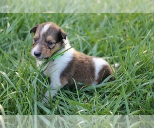 Collie Puppy for sale in KINGSPORT, TN, USA