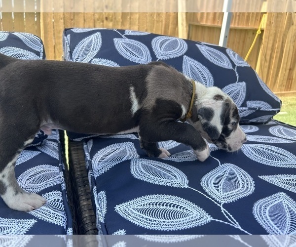 Medium Photo #18 Great Dane Puppy For Sale in WILLIS, TX, USA