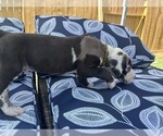 Small #3 Great Dane
