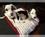 Small #1 American Staffordshire Terrier Mix
