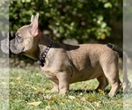 Small #2 French Bulldog