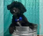 Small #3 Maltese