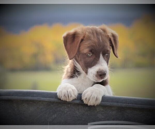 Medium Photo #8 Bordoodle Puppy For Sale in OLATHE, CO, USA