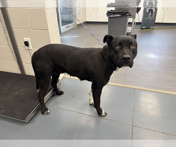 Medium Photo #4 Labrador Retriever-Unknown Mix Puppy For Sale in Evansville, IN, USA