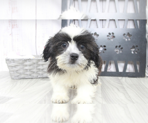 Shih Tzu Puppy for sale in MARIETTA, GA, USA