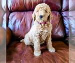 Small Poodle (Standard)