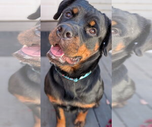 Diamond - Female Rottweiler Dog for Adoption - Photo #2