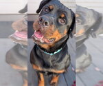 Small Photo #2 Rottweiler Puppy For Sale in Hillsboro, NH, USA