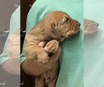 Red LM 6 - Male Bloodhound Puppy for Sale - Photo #6