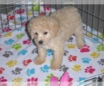 Small Photo #14 Poodle (Miniature) Puppy For Sale in ORO VALLEY, AZ, USA