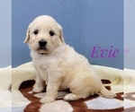 Small Photo #9 English Cream Golden Retriever-Poodle (Standard) Mix Puppy For Sale in CEDAR GAP, MO, USA