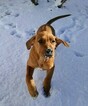 Small Photo #3 Rhodesian Ridgeback Puppy For Sale in GREENLEAF, ID, USA