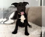 Small #16 Labrador Retriever Mix