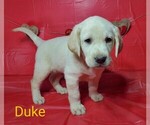 Puppy 2 Labrador Retriever
