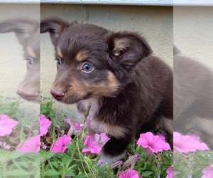 Miniature Australian Shepherd Puppy for sale in NEW WASHINGTN, IN, USA