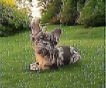 Small #2 French Bulldog