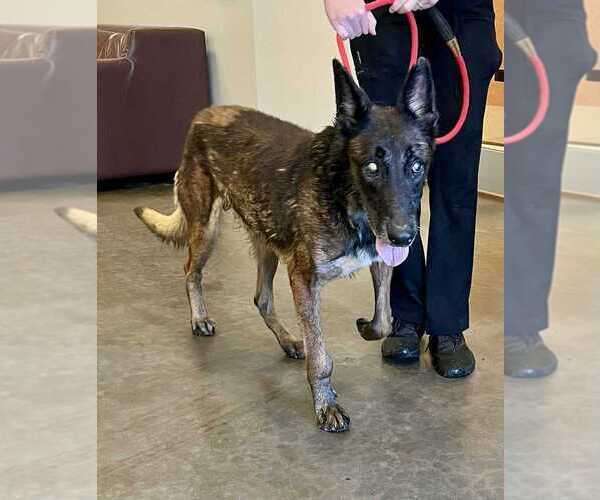 Medium Photo #3 Mutt Puppy For Sale in Imlay City, MI, USA