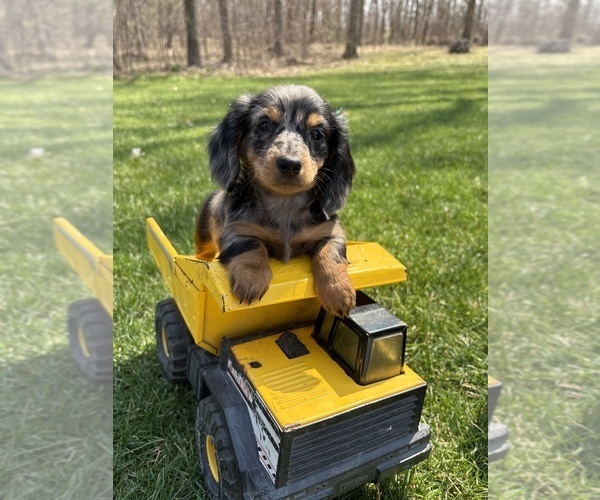 Medium Photo #2 Dachshund Puppy For Sale in MIDDLEBURY, IN, USA
