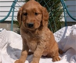 Small #1 Golden Retriever