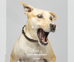 Small #3 Labrador Retriever Mix
