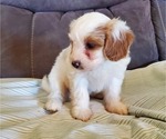 Small #17 Bernedoodle (Miniature)