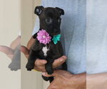 Small #2 Cairn Terrier