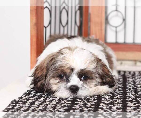Medium Photo #4 Shih Tzu Puppy For Sale in NAPLES, FL, USA