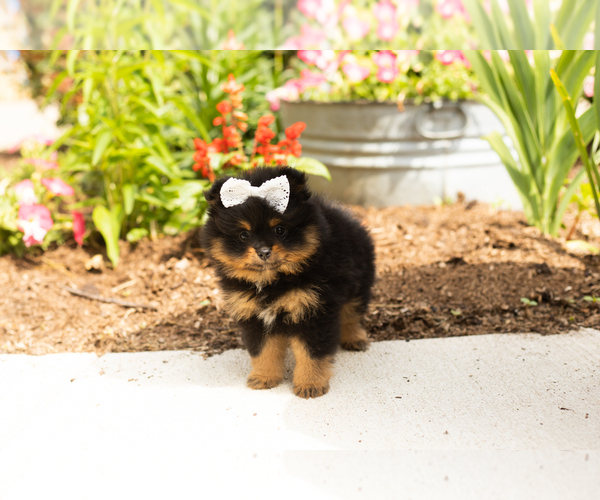 Medium Photo #4 Pomeranian Puppy For Sale in NAPPANEE, IN, USA