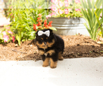 Small #3 Pomeranian
