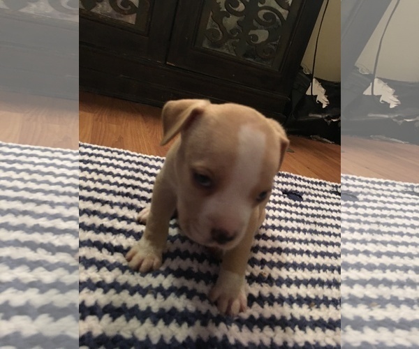 Medium Photo #7 American Bully Puppy For Sale in ABERDEEN, NC, USA