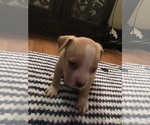 Small Photo #7 American Bully Puppy For Sale in ABERDEEN, NC, USA