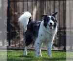 Small #1 Border Collie