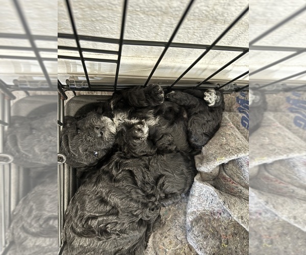 Medium Photo #12 Cock-A-Poo Puppy For Sale in SAN DIEGO, CA, USA