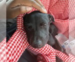 Small #2 Chihuahua-Labrador Retriever Mix