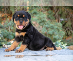 Puppy Kiona Rottweiler