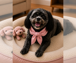 Small #11 Shih-Poo
